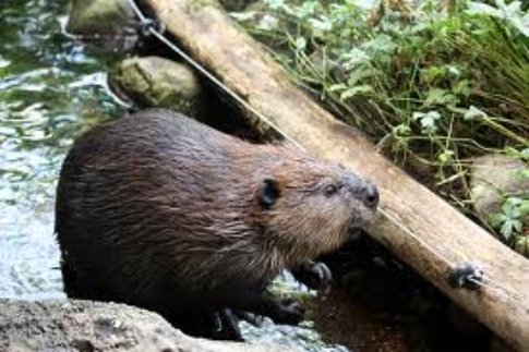 Montreal Attractions - Biodome