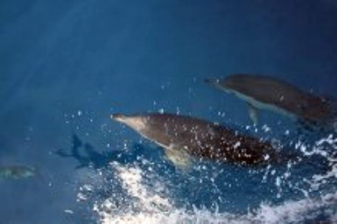Dauphins - Convoyage du Bleu dOlonne Photos