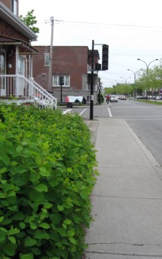 Hochelaga Street