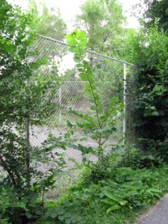 de Jumonville Hidden Path