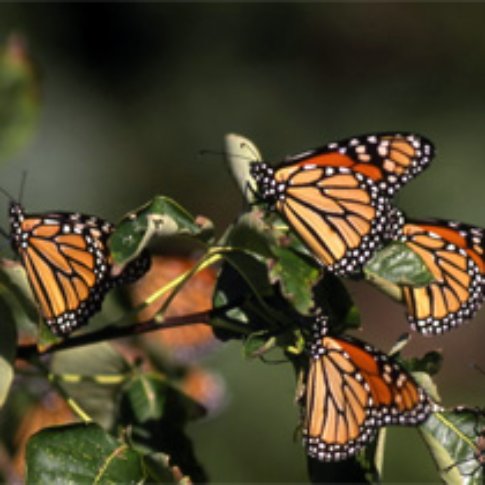 Montreal Attractions - Insectarium